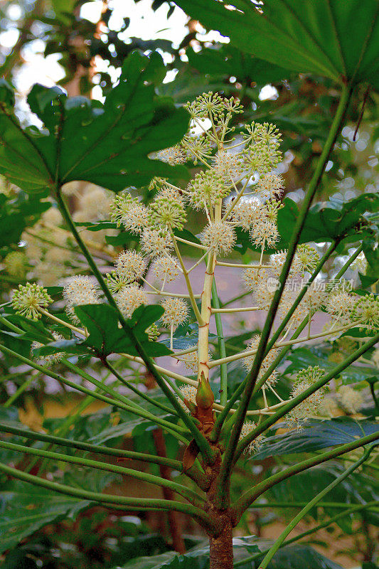 金银花/日本楤木/亮叶纸植物/大叶纸植物